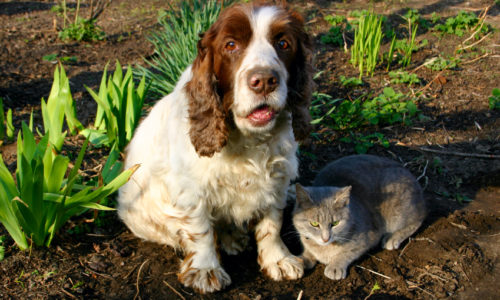 Dog and cat sitting outdoors