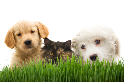 Two dogs and a cat with grass in front