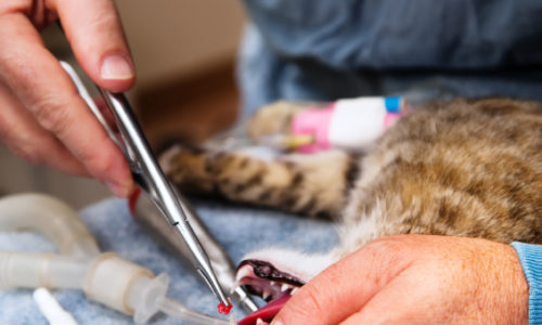 Vet performing dental extraction on a cat