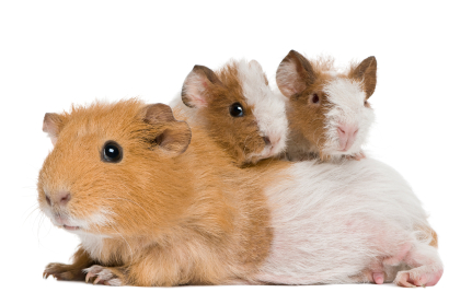 Guinea pigs against a white background