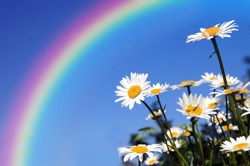 Flowers and a rainbow in the background