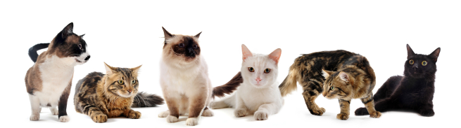 Cats against a white background