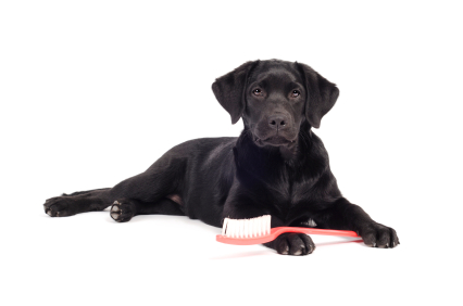 Dog with a toothbrush against a white background