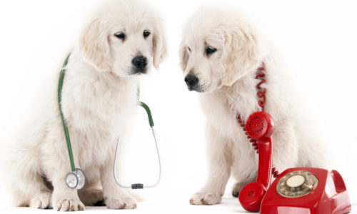 Dog with a stethoscope and another dog with a telephone and cord wrapped around it
