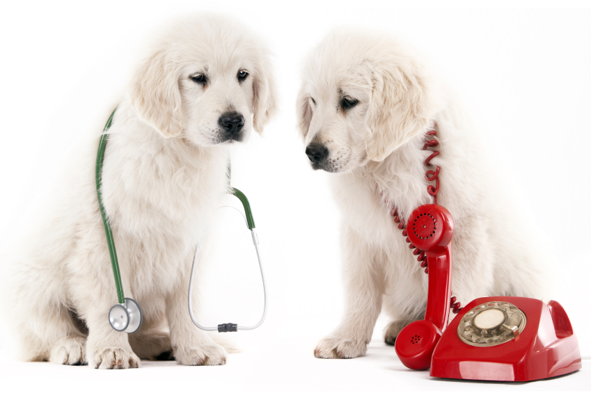 Dog with a stethoscope and another dog with a telephone and cord wrapped around it