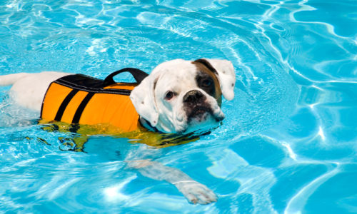 Dog swimming in a pool