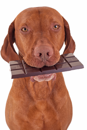 Dog with a chocolate bar in its mouth