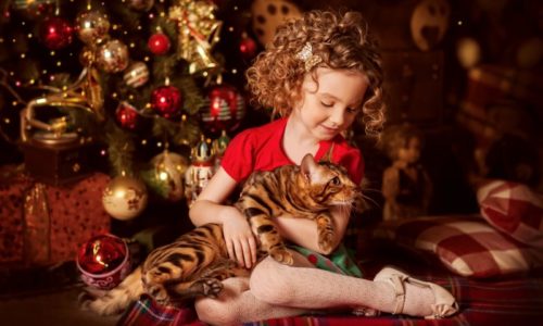 holiday-gift-kitten