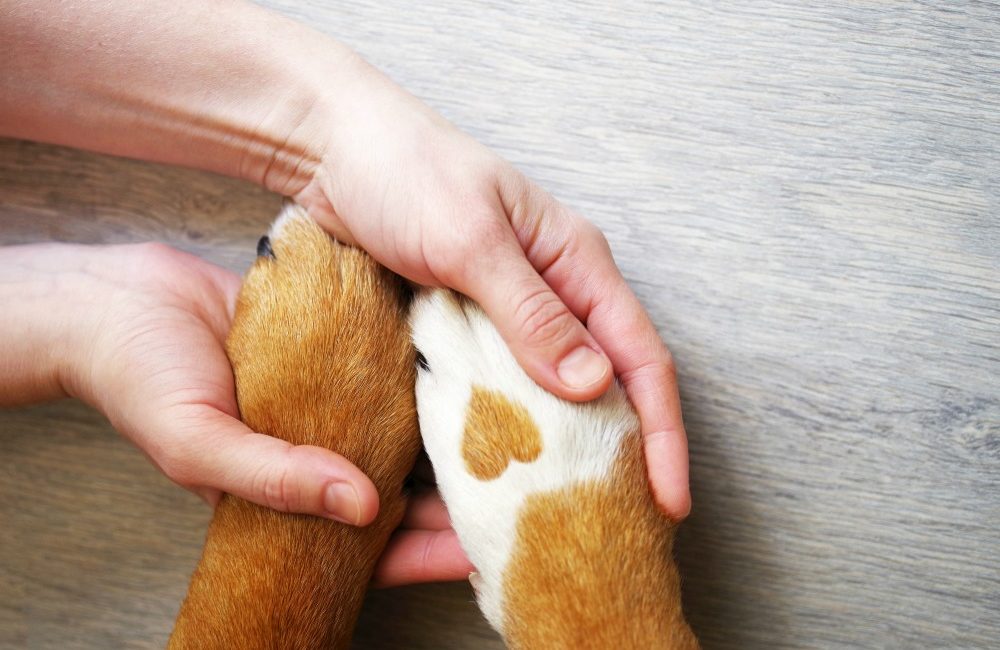 Human holding dog paws