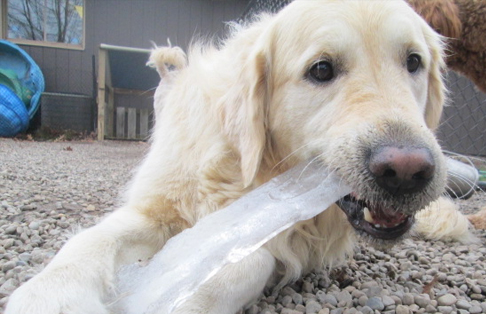 Dog chewing on ice outdoors
