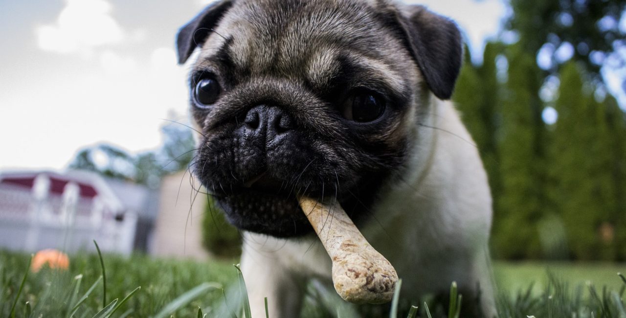 Pug chewing on a bone outdoors