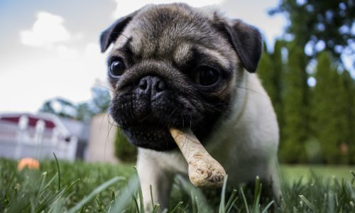 Pug chewing on a bone outdoors