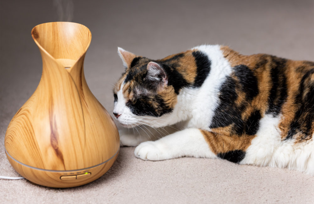 Cat smelling an essential oil diffuser
