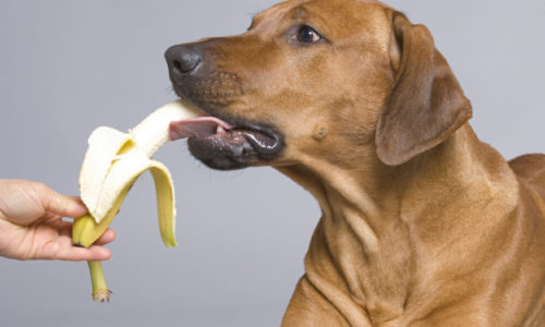 Dog eating a banana