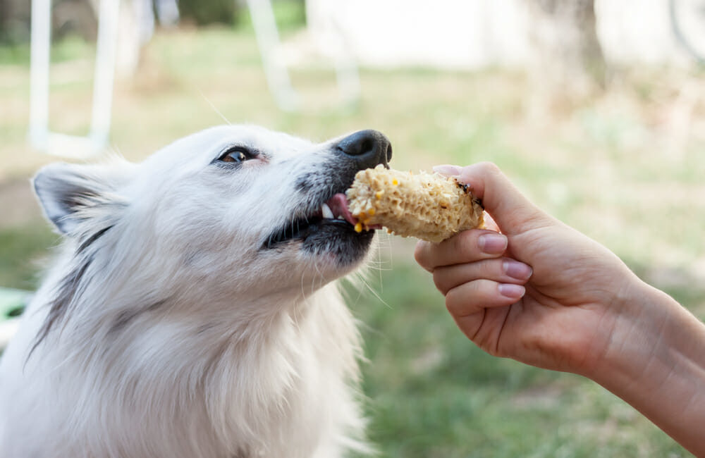 Dog licking a corn cob