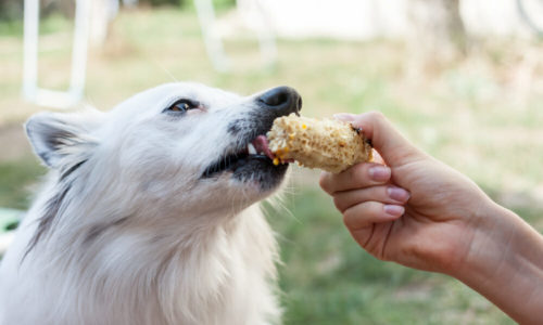 Dog licking a corn cob