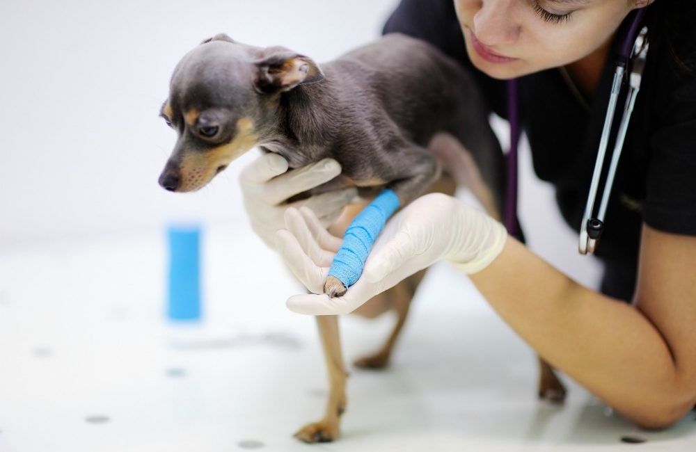 Veterinarian holding a dog with a bandaged leg