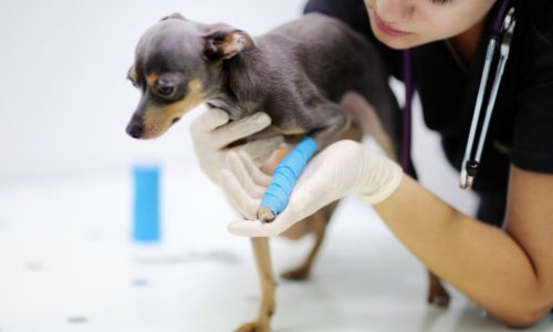 Veterinarian holding a dog with a bandaged leg